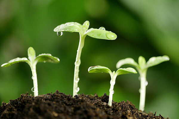 Sản xuất nông nghiệp